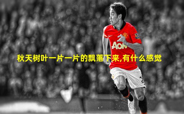 秋天树叶一片一片的飘落下来,有什么感觉